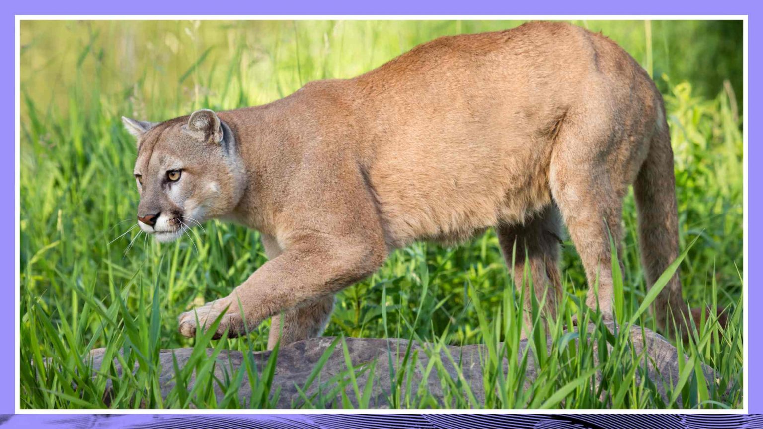 Famed LA Mountain Lion P-22 Euthanized Following Health Problems